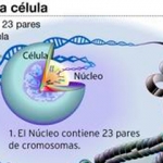 El Instituto Pasteur coordinará el desarrollo del genoma uruguayo