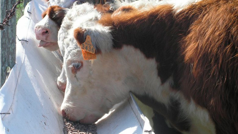 Uruguay tiene abiertas las puertas para exportar ganado en pie a Emiratos Árabes