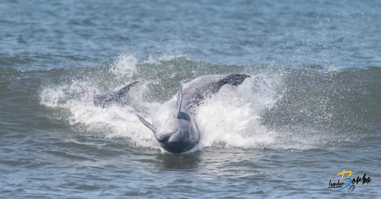 Los delfines se pasaron la tarde surfando olas en La Paloma