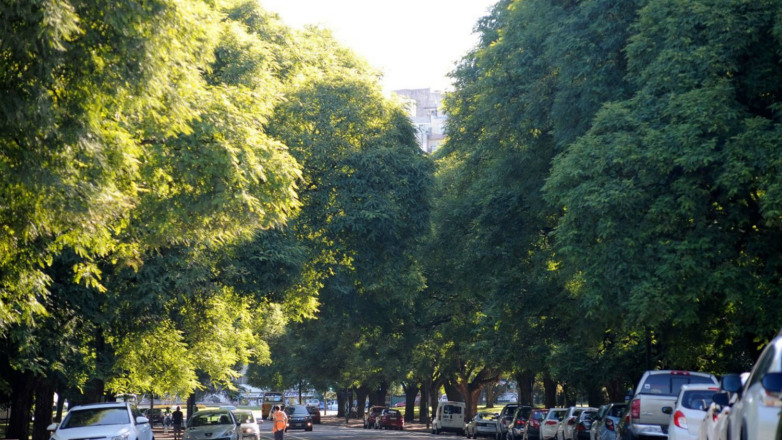 Montevideo, qué verde te veo: ¿qué árboles reinan en las veredas de la ciudad?