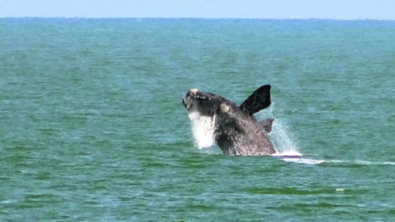 Avistamiento de ballenas 2020: ¿cuándo es la temporada y dónde se pueden ver?