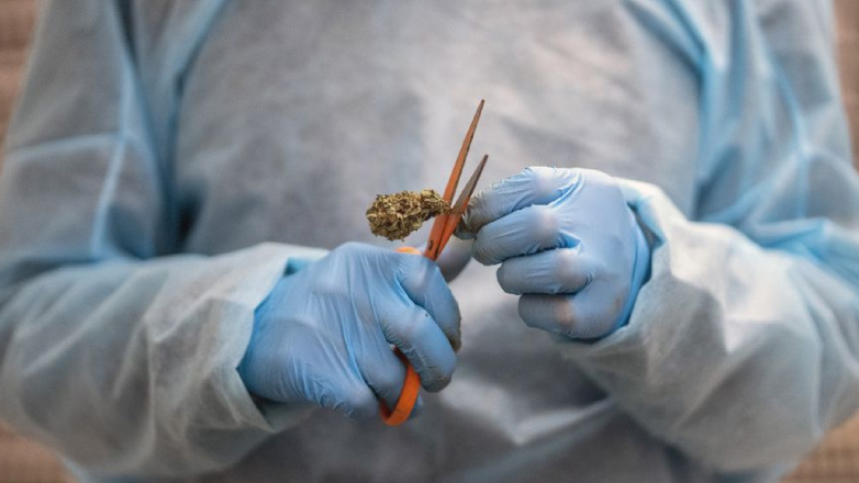 Uruguay proyecta exportar 50 toneladas de planta de cannabis