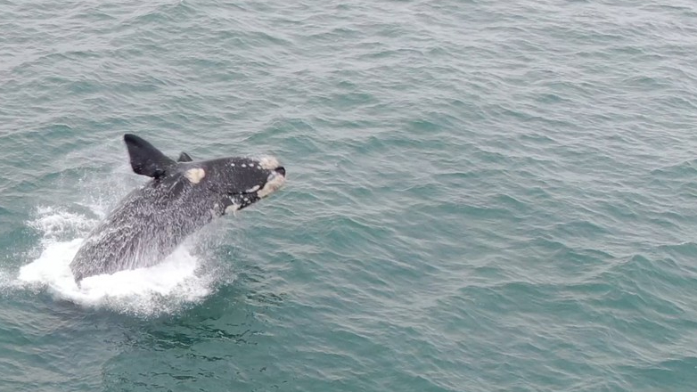 Cámara captó los saltos de una ballena franca en la costa de Maldonado