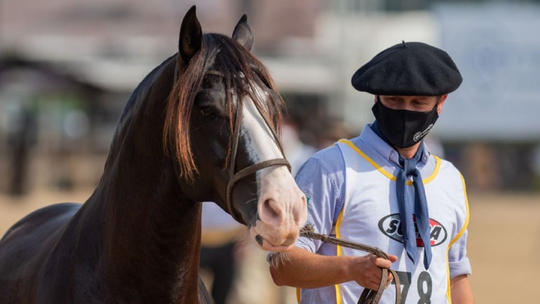 El mejor caballo Criollo del mundo es uruguayo, de Paysandú