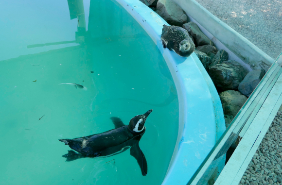 SOS Rescate Fauna Marina: un paseo para aprender y colaborar con los animales