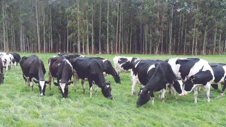 Conaprole fue reconocida por su sistema de alimentación de ganado a pasto