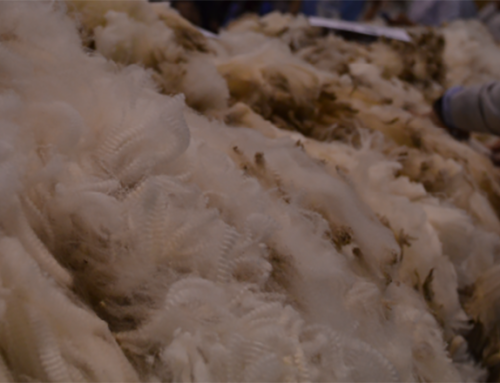 Investigación uruguaya presenta una mirada alternativa a la fibra de lana